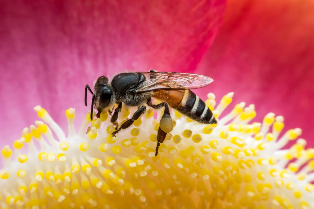 foto cercana de una abeja sobre una flor polinizando 