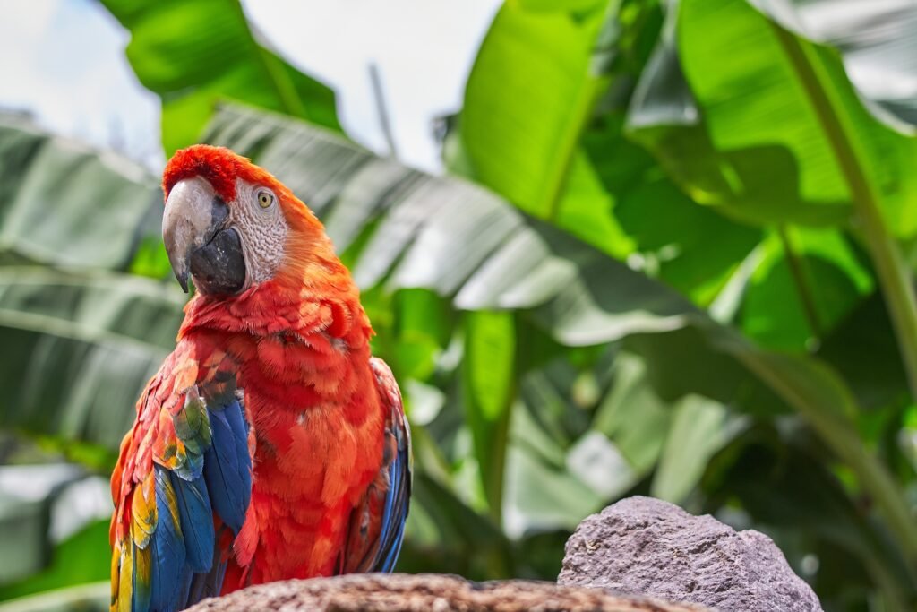 Una toma de primer plano de un loro colorido con grandes hojas verdes en el fondo.