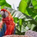 Una toma de primer plano de un loro colorido con grandes hojas verdes en el fondo.