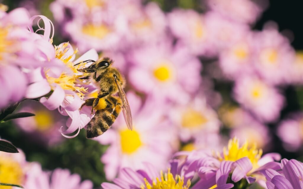 una abeja posada sobre flores rosas 