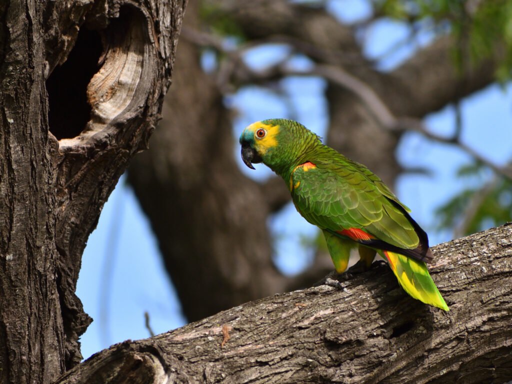 Amazona de frente turquesa (Amazona aestiva), en estado salvaje en Buenos Aires