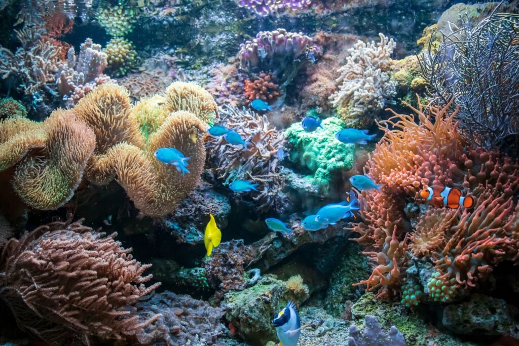 Los diferentes peces coloridos: pez cirujano amarillo, pez payaso Ctenochaetus tominiensis, pez ángel llama y cíclidos azules de Malawi.