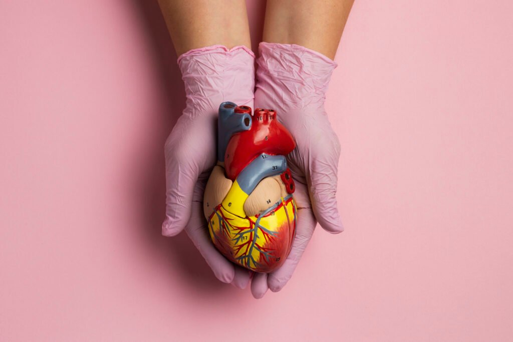 Persona sosteniendo un modelo anatómico de corazón con fines educativos