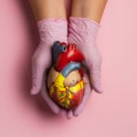 Persona sosteniendo un modelo anatómico de corazón con fines educativos