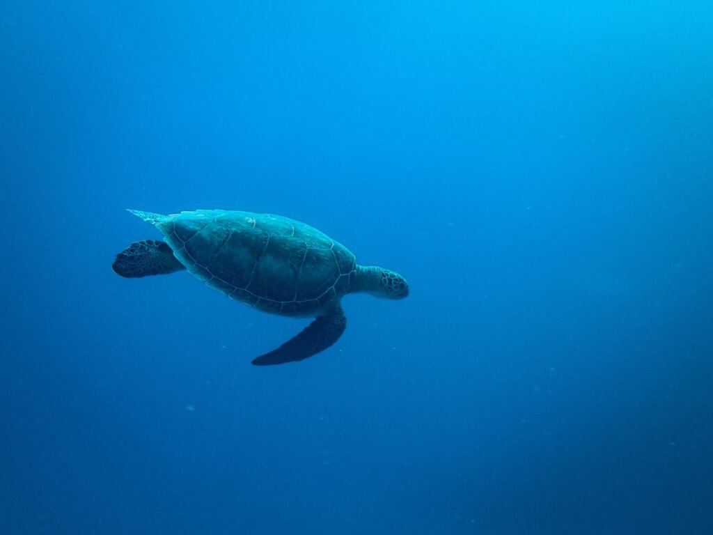 Una tortuga nadando bajo el mar.