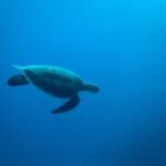Una tortuga nadando bajo el mar.
