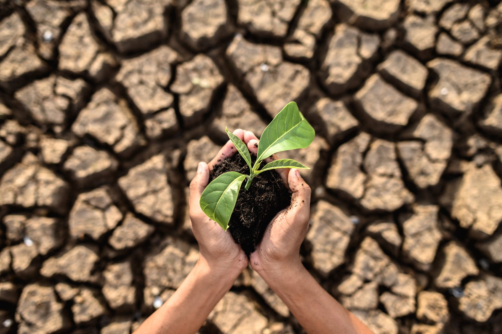 Día de Lucha contra la Desertificación y la Sequía