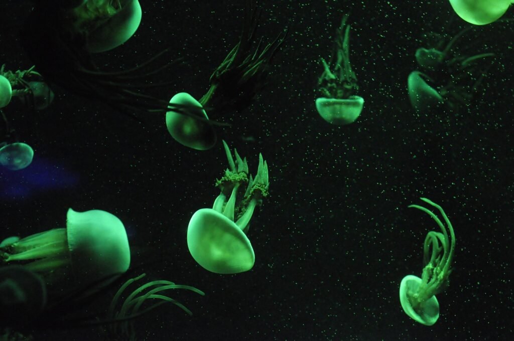 medusas